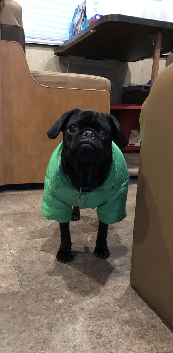 /images/uploads/pug nation rescue of los angeles/pugnation2021/entries/15030thumb.jpg